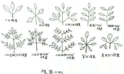 三出複葉植物|葉の形について（その1）